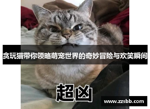 贪玩猫带你领略萌宠世界的奇妙冒险与欢笑瞬间
